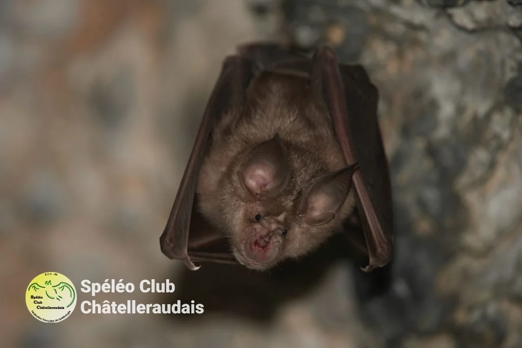 Charte FFS chauve-souris cavité spéléo