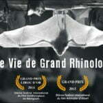 Une vie de Grand Rhinolophe